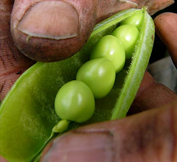 Image of gardening